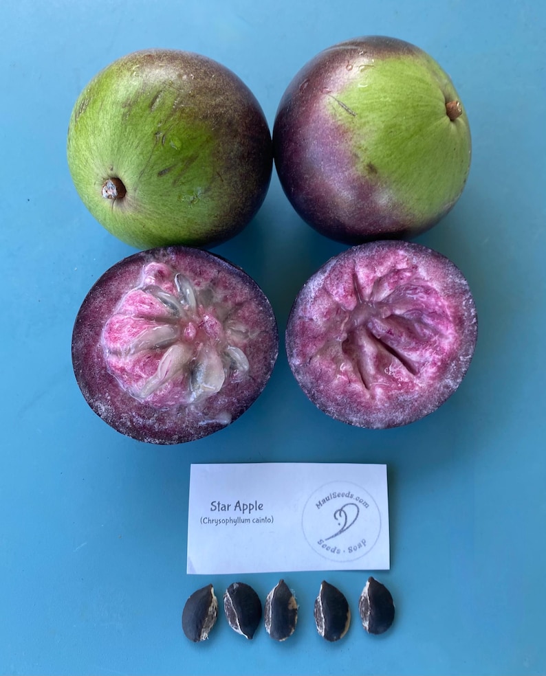 May include: Four star apple fruits, two whole and two halved, showing the pink flesh and dark seeds. A white card with the text "Star Apple (Chrysophyllum cainito)" and a logo for "MauiSeeds.com" is below the fruit. Four dark brown seeds are arranged in a row below the card.
