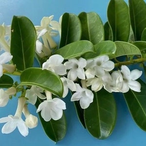 Stephanotis/Stephanotis SEEDS/Madagascar Jasmine/Maui Seeds/Flowering vine/Hawaii Seeds/Hawaiian Wedding flower/Houseplant Seeds/Lei Flower