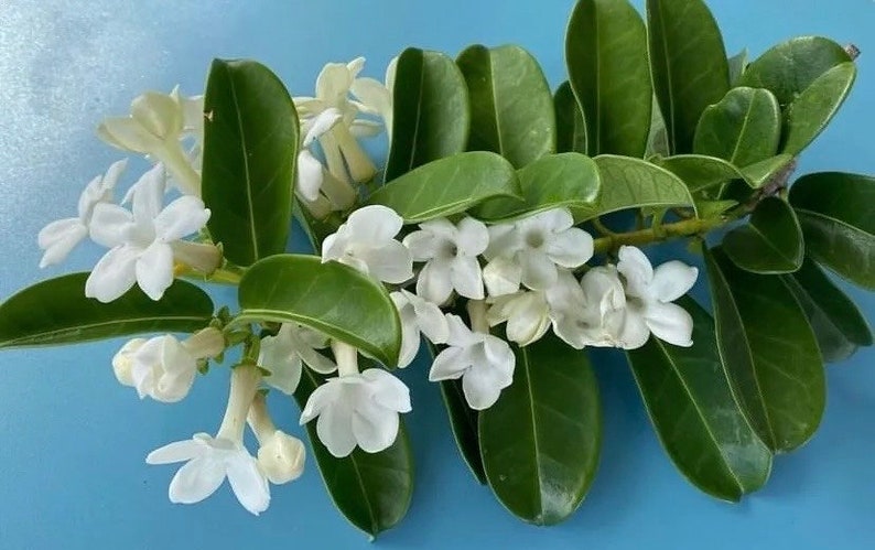 Stephanotis/Stephanotis SEEDS/Madagascar Jasmine/Maui Seeds Flowering vine/Seeds /Hawaiian Wedding flower/Houseplant Seeds/Lei Flower image 1