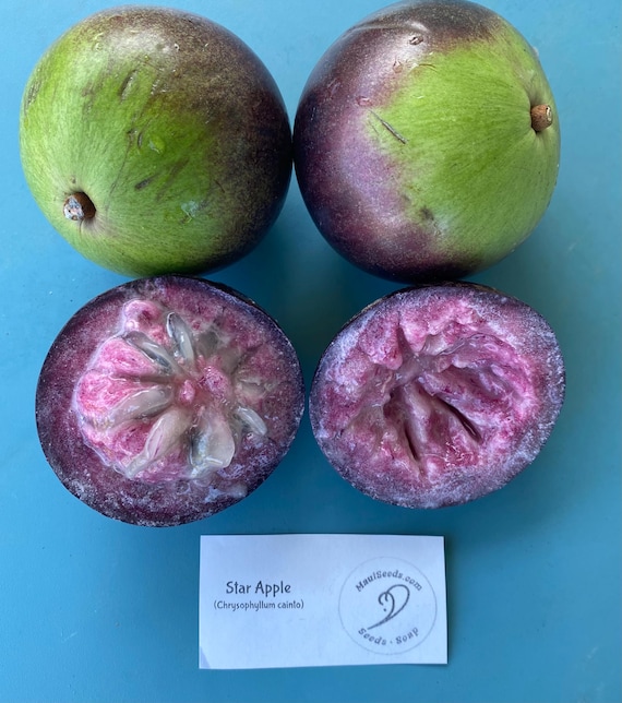 Star Apple/Chrysophyllum cainito/Maui Seeds/Hawaii Fruit