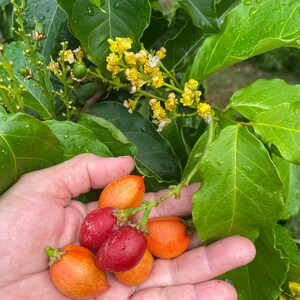 Pu&ograve; includere: Un grappolo di piccoli frutti ovali nelle tonalit&agrave; dell'arancione brillante e del rosso intenso, tenuti nel palmo di una mano. La pianta presenta foglie verdi lucide e piccoli fiori gialli delicati che crescono sui rami sopra i frutti.