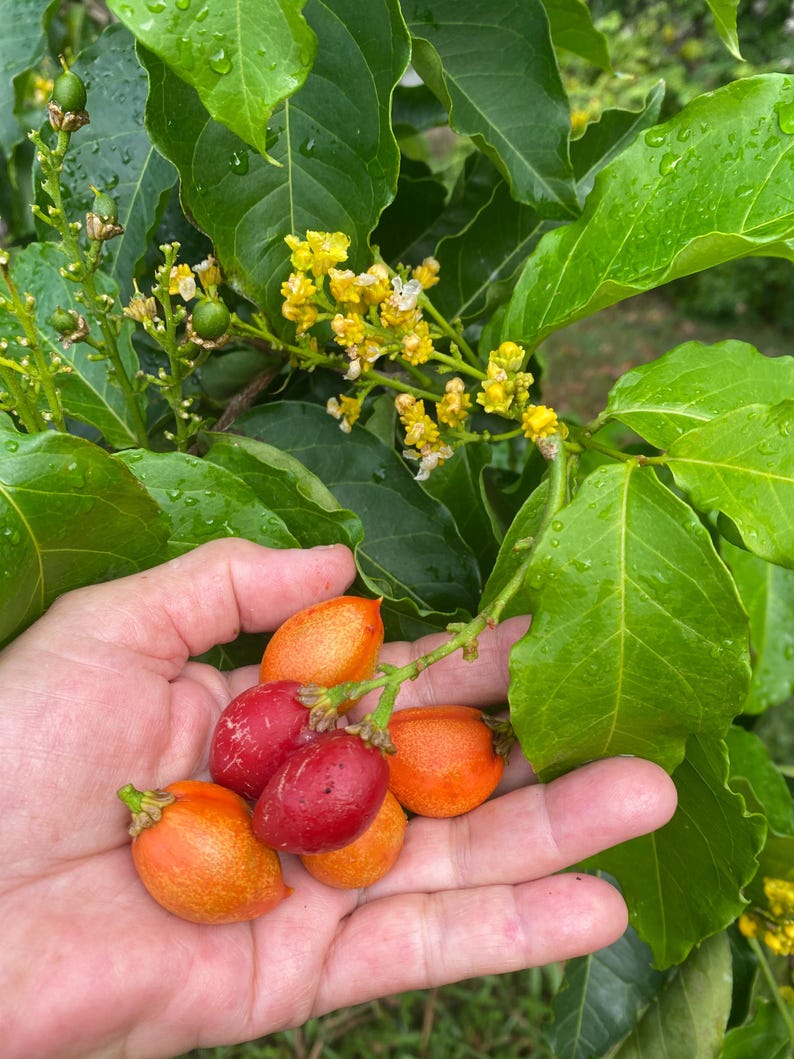 Pu&ograve; includere: Un grappolo di piccoli frutti ovali nelle tonalit&agrave; dell'arancione brillante e del rosso intenso, tenuti nel palmo di una mano. La pianta presenta foglie verdi lucide e piccoli fiori gialli delicati che crescono sui rami sopra i frutti.