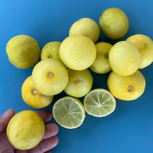 May include: A collection of fresh, ripe lemons on a blue surface. Some lemons are whole, while others are sliced, revealing the juicy interior. The lemons are various shades of yellow and green, with a few held by a hand.