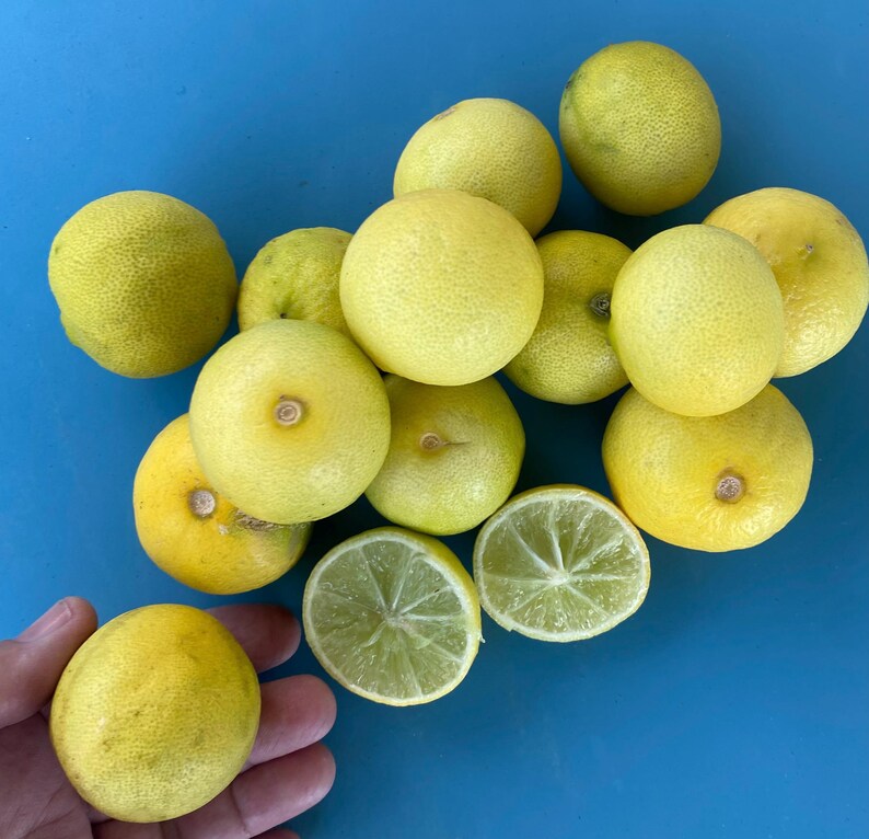 May include: A collection of fresh, ripe lemons on a blue surface. Some lemons are whole, while others are sliced, revealing the juicy interior. The lemons are various shades of yellow and green, with a few held by a hand.