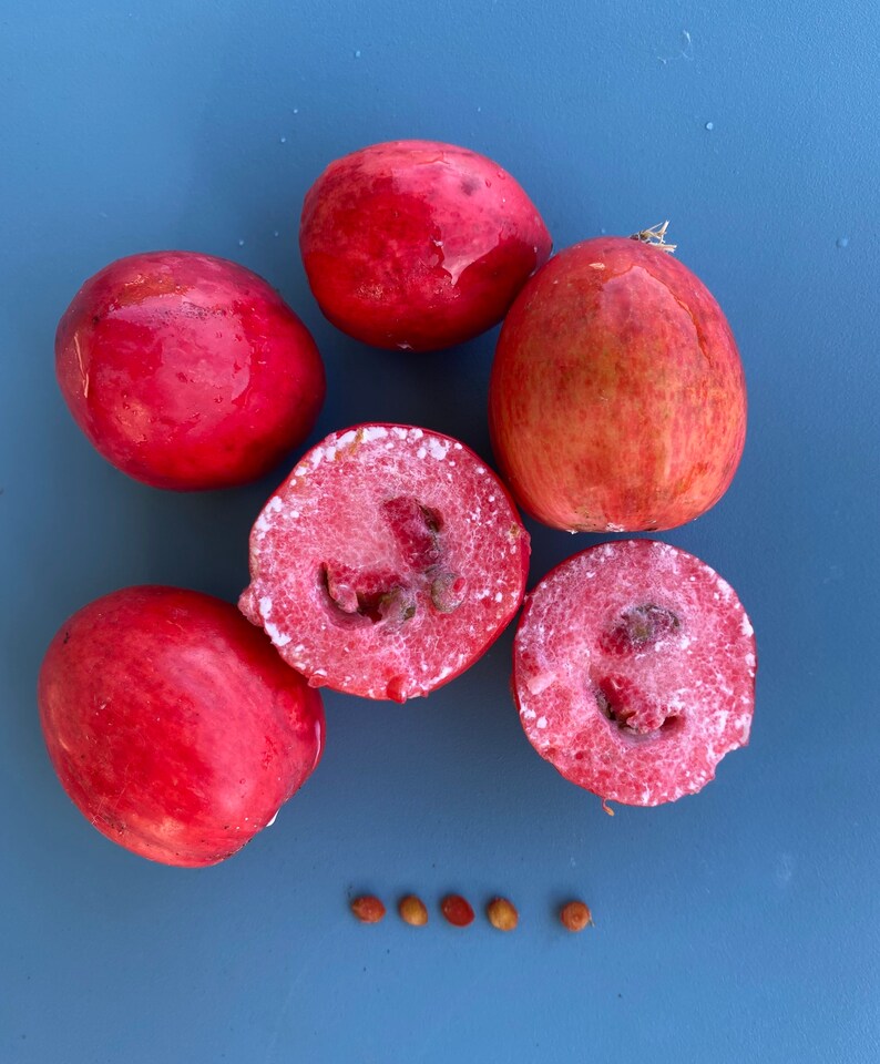 Natal Plum/Carissa macrocarpa/SEED/Tropical Fruit Seed/Maui Seeds/Exotic Fruit/Maui Seed/Hawaii Fruit/Edible Fruit/Home Garden/Home Gardener image 3