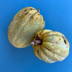 White Cacao/Chocolate/ Maui Seeds/Theobroma cacao/SEEDS/Cacao Seeds/Maui Cacao/Maui Seeds/Shade Tree