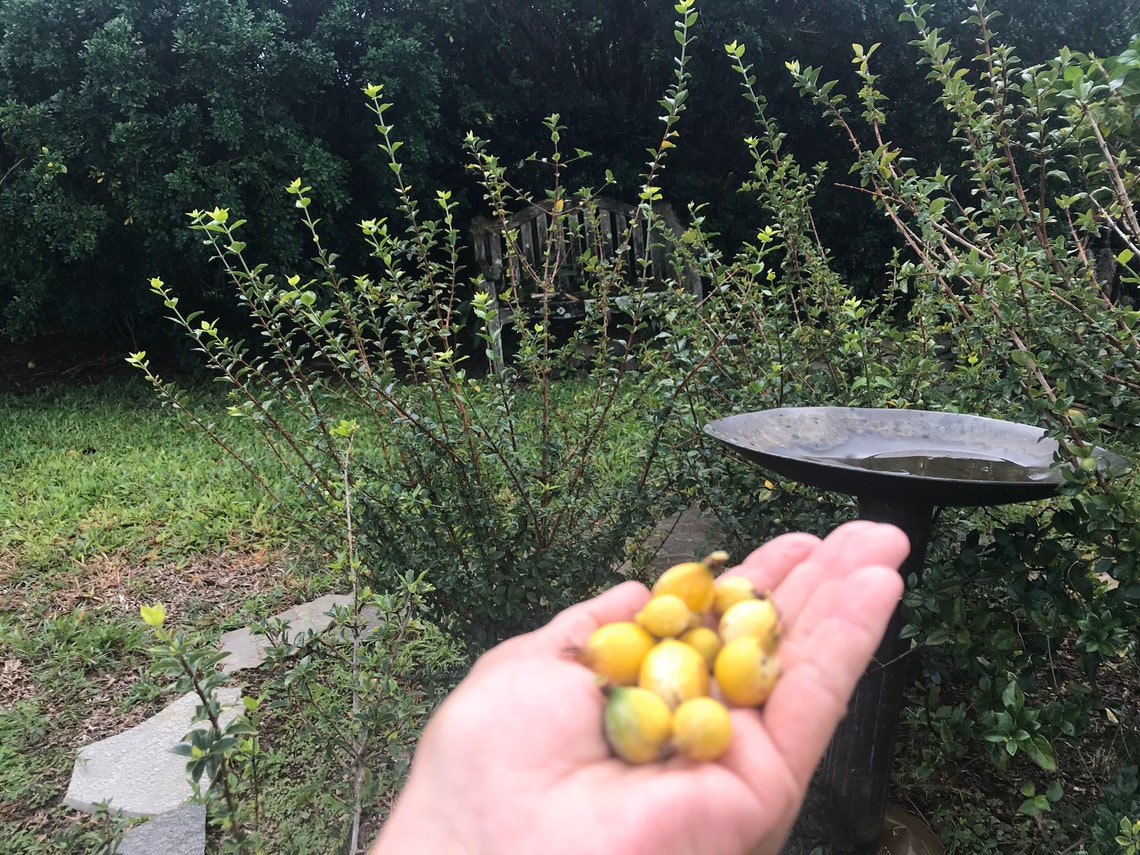 Blackberry Jam Plant SEEDS/Randia formosa/Rare Fruit Etsy