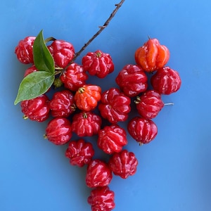 Surinam Cherry SEEDS/Tropical Cherry/Maui Seeds