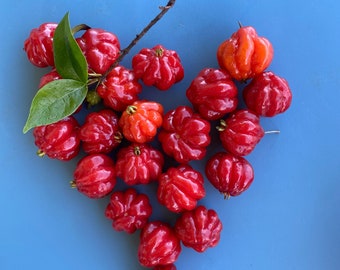 Surinam Cherry SEEDS/Eugenia uniflora/Maui Seeds/Pitanga/Fruit Tree/SEEDS/Tropical Cherry/Edible Landscaping/Tropical Fruit Seeds/Hawaii