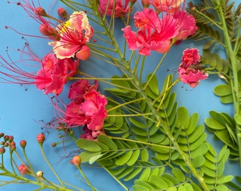 PINK Pride of Barbados/Caesalpinia pulcherrima/SEEDS/Maui Seeds/Peacock Flower/Mexican Bird of Paradise/Dwarf Poinciana.