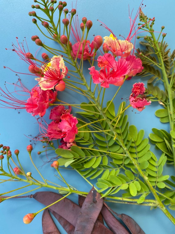 PINK Pride of Barbados/caesalpinia Pulcherrima/seeds/maui - Etsy