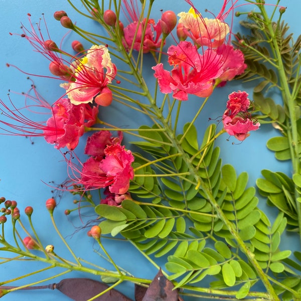 PINK Pride of Barbados/Caesalpinia pulcherrima/SEEDS/Maui Seeds/Peacock Flower/Mexican Bird of Paradise/Dwarf Poinciana.