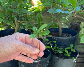 May include: A small green plant with a long root system is being held in a hand. The plant is in a black pot and there are other plants in the background.