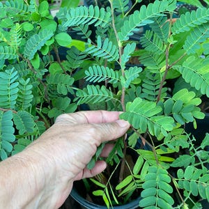 Tamarind/ Tamarind SEEDLING/Tamarindus indica/Indian date/Madeira mahogany/Home Garden/Tropical Fruit Tree