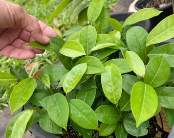 May include: A close-up of a potted plant with vibrant green leaves. The leaves are oval-shaped and densely packed, with a hand gently touching one. The plant is in a dark gray plastic pot, suggesting a nursery setting.