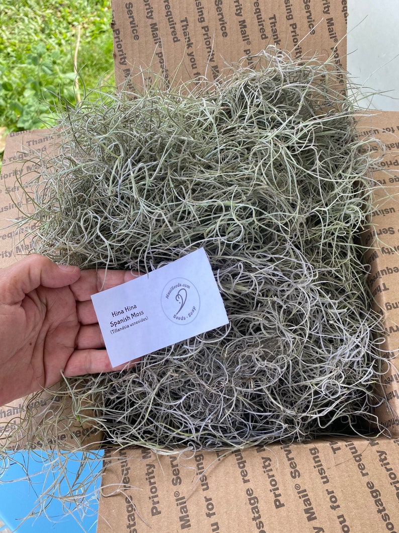 Tillandsia usneoides/Air Plant/Air Plant/Live Moss/HINAHINA/'Pele's Hair'/LEI making/Easter Basket GRASS/Spanish Moss/Living Lei Med. fl. rt. BOX