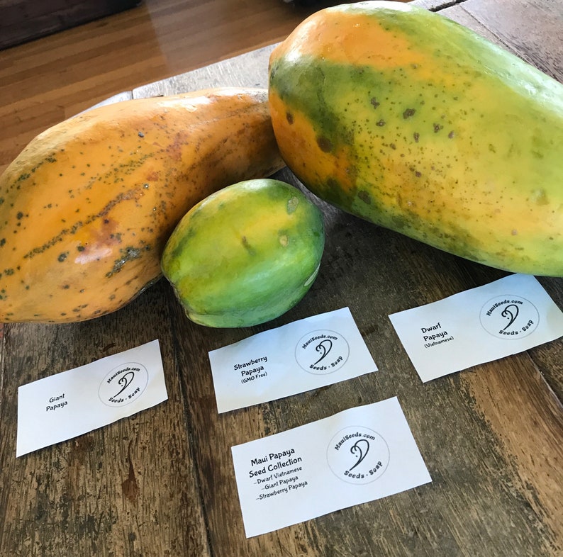 Melia azedarach medicinal uses picture