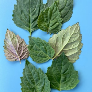 May include: A collection of eight green leaves with varying shades of green and purple. The leaves are arranged on a light blue background.