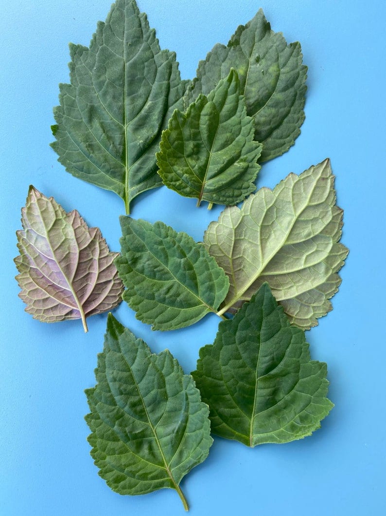 May include: A collection of eight green leaves with varying shades of green and purple. The leaves are arranged on a light blue background.