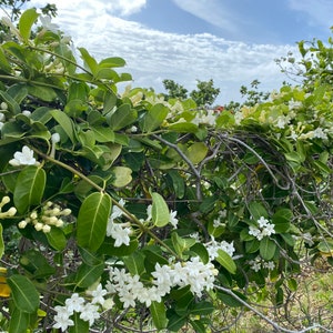 Stephanotis/Stephanotis SEEDS/Madagascar Jasmine/Maui Seeds Flowering vine/Seeds /Hawaiian Wedding flower/Houseplant Seeds/Lei Flower image 2