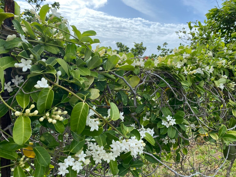 Stephanotis/Stephanotis SEEDS/Madagascar Jasmine/Maui Seeds Flowering vine/Seeds /Hawaiian Wedding flower/Houseplant Seeds/Lei Flower image 2