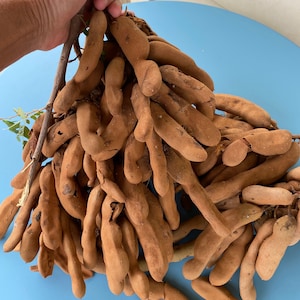 Tamarind/ Tamarind SEEDS/Tamarindus indica/Indian date/Madeira mahogany/Fruit Seeds/Home Garden/Maui/HAWAII/Tropical fruit tree/Maui Seeds