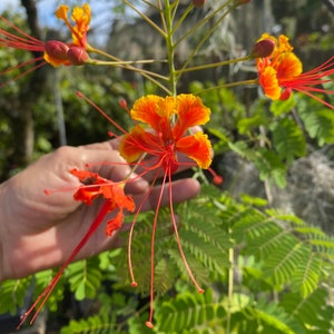 RED Pride of Barbados/Caesalpinia pulcherrima/SEEDS/Maui Seeds/Peacock Flower/Mexican Bird of Paradise/Dwarf Poinciana.