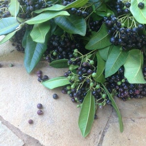 May include: A cluster of dark purple and black berries attached to green stems with smooth, pointed green leaves. Several individual round berries are scattered nearby, showcasing a mix of ripe dark fruit and some smaller, unripe green berries.