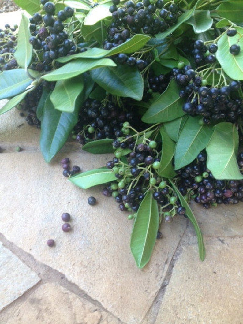 May include: A cluster of dark purple and black berries attached to green stems with smooth, pointed green leaves. Several individual round berries are scattered nearby, showcasing a mix of ripe dark fruit and some smaller, unripe green berries.