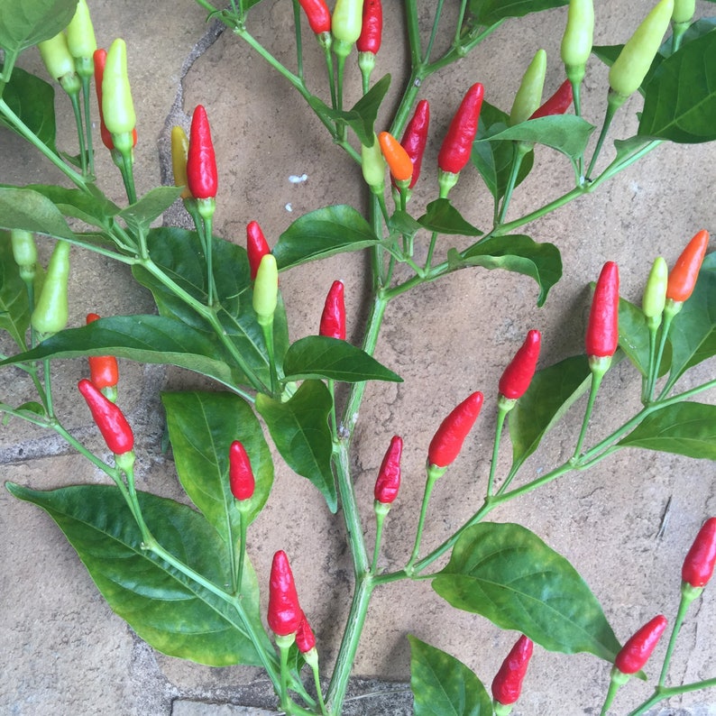 Hawaiian Chili Pepper/SEEDS/Capsicum fruitescens afbeelding 6