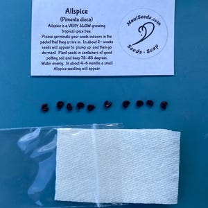 May include: A packet of Allspice (Pimenta dioca) seeds with an instructional card from Mauiseeds.com. The card provides germination instructions for the tropical spice tree. Eight small, dark brown seeds are arranged in a row above a white paper towel.