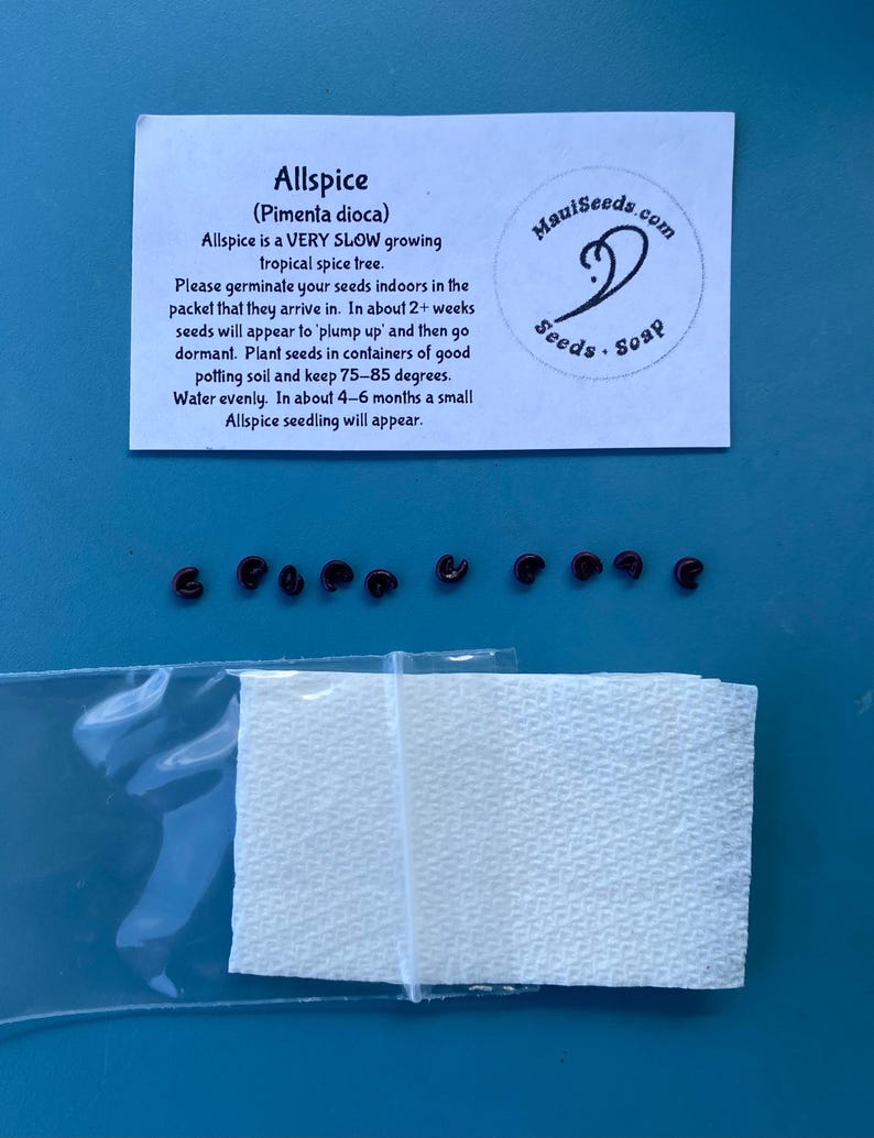 May include: A packet of Allspice (Pimenta dioca) seeds with an instructional card from Mauiseeds.com. The card provides germination instructions for the tropical spice tree. Eight small, dark brown seeds are arranged in a row above a white paper towel.