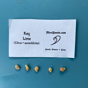 May include: A white paper label with the text "Key Lime (Citrus x aurantiifolia)" and "MauiSeeds.com" with a logo. Below the label are five small, light-colored seeds. The background is a solid blue.