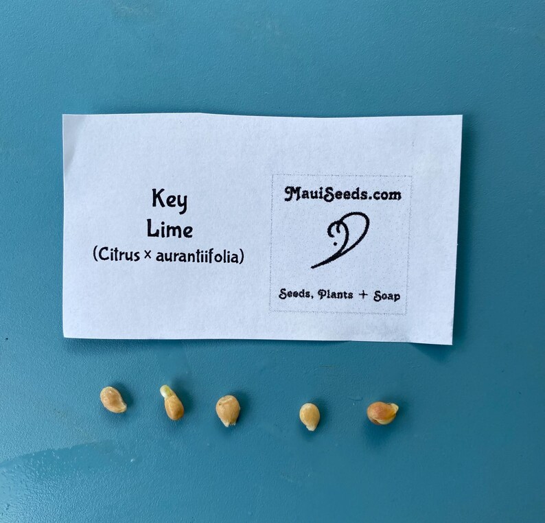 May include: A white paper label with the text "Key Lime (Citrus x aurantiifolia)" and "MauiSeeds.com" with a logo. Below the label are five small, light-colored seeds. The background is a solid blue.