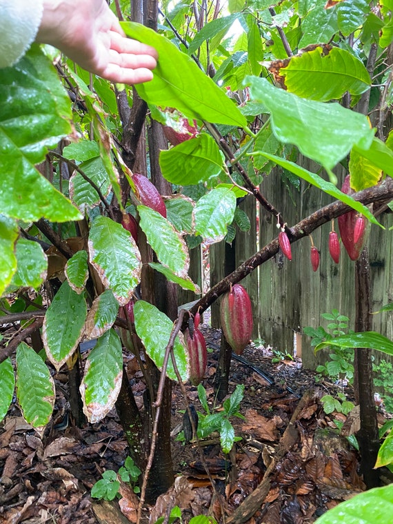 50 Seeds Cacao Chocolate Maui Seeds Theobroma Cacao Chocolate Seeds Seeds for Planting Hawaii Fruit Fruit Seeds Hawaii Fruit