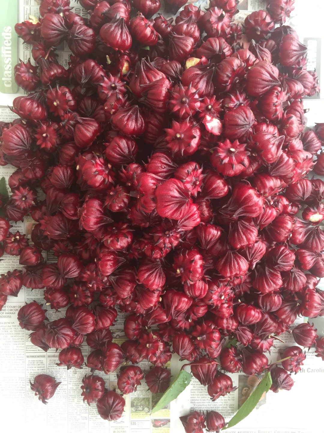 Hibiscus Sabdariffa/roselle/seeds/herb Seeds/red Zinger Tea/herbal Tea