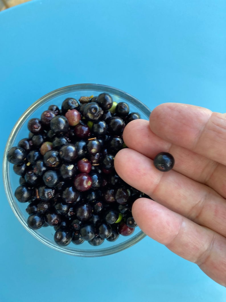May include: A clear glass bowl filled with a large quantity of small, round, dark purple and black berries. A single, small, round, dark purple berry is held separately, showcasing its smooth, shiny skin and compact, spherical shape.