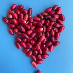 Miracle Berry Fruit SEED/ONE (1) Seed/No pulp/Synsepalum dulcificum/Seed for Planting/Maui Seeds/Miracle Berry Seed