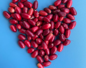 Miracle Berry Fruit SEED/No pulp/Synsepalum dulcificum/Seed for Planting/Maui Seeds/Miracle Berry Seed