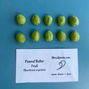 Pu&ograve; includere: Dieci piccoli semi rotondi di colore verde chiaro disposti in due file sopra un cartoncino rettangolare bianco. Il cartoncino riporta il testo Peanut Butter Fruit (Bunchosia argentea) e un logo con il testo MauiSeeds.com Seeds, Plants + Soap.