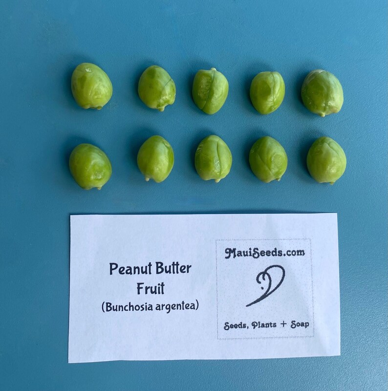 Pu&ograve; includere: Dieci piccoli semi rotondi di colore verde chiaro disposti in due file sopra un cartoncino rettangolare bianco. Il cartoncino riporta il testo Peanut Butter Fruit (Bunchosia argentea) e un logo con il testo MauiSeeds.com Seeds, Plants + Soap.