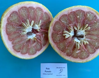 Pomelo rosa/Semillas de pomelo/Citrus maximas/Semillas/Semillas de Maui