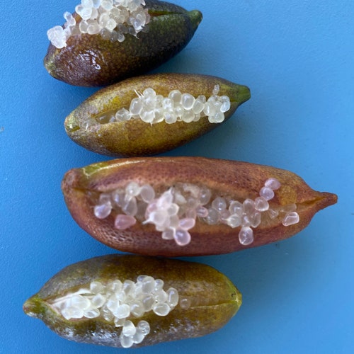 Finger Lime SEEDS/Citrus australasica/Rare Fruit Seeds/Maui Seeds/ Fruit Seeds/Home Garden/Home Gardener/Seeds