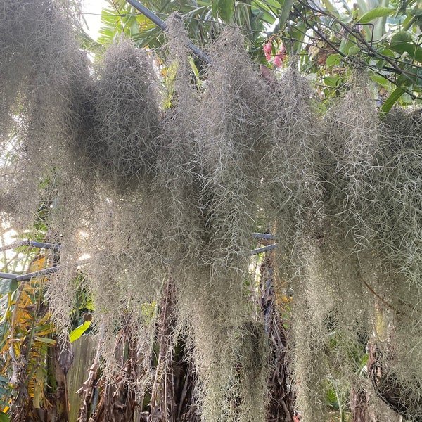 Spanish Moss Etsy