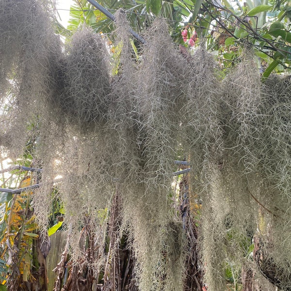 Spanish Moss - Etsy