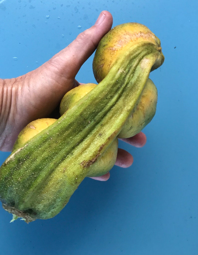 Ice Cream Bean/ice Cream Bean Tree Seeds/inga Spectabilis/maui Etsy