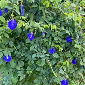 Puede incluir: Un primer plano de un arbusto con flores azules vibrantes. Las flores est&aacute;n agrupadas y tienen una textura delicada, casi como papel. Las hojas son de un verde intenso y proporcionan un fondo exuberante para las flores.