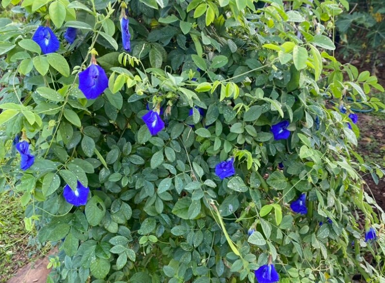 Puede incluir: Un primer plano de un arbusto con flores azules vibrantes. Las flores est&aacute;n agrupadas y tienen una textura delicada, casi como papel. Las hojas son de un verde intenso y proporcionan un fondo exuberante para las flores.