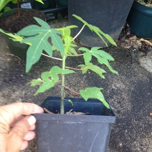 May include: A small green papaya plant growing in a black plastic pot. The plant has several leaves and is about 10 inches tall.