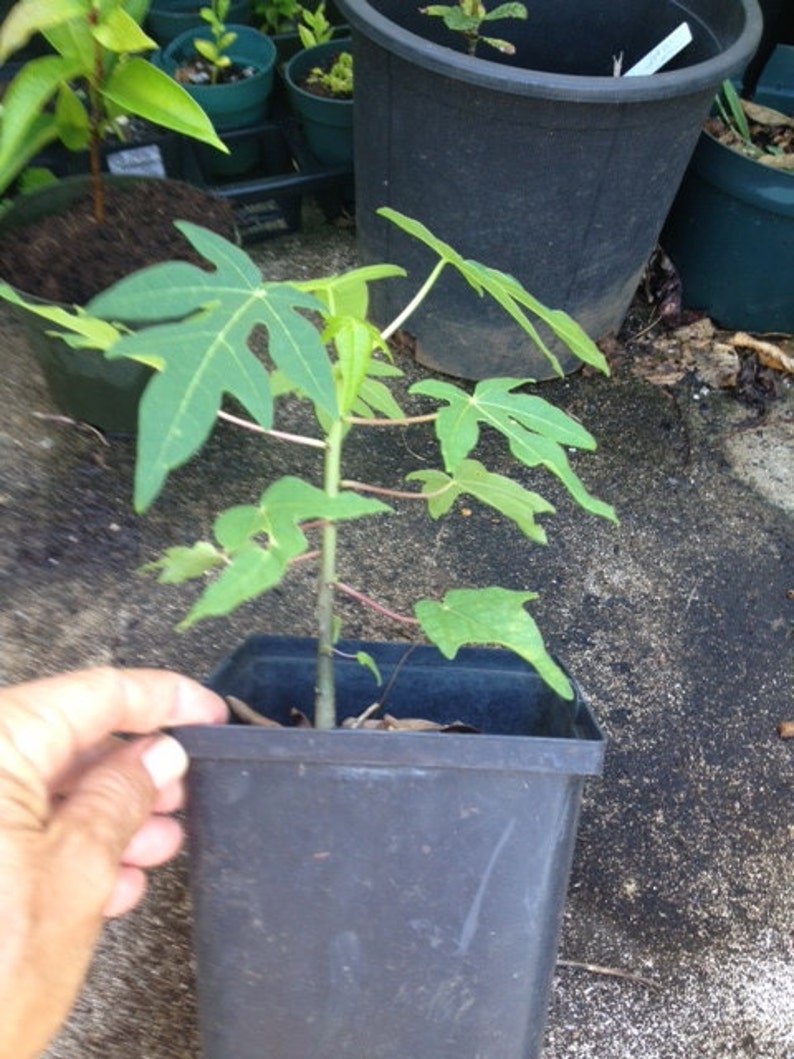 May include: A small green papaya plant growing in a black plastic pot. The plant has several leaves and is about 10 inches tall.